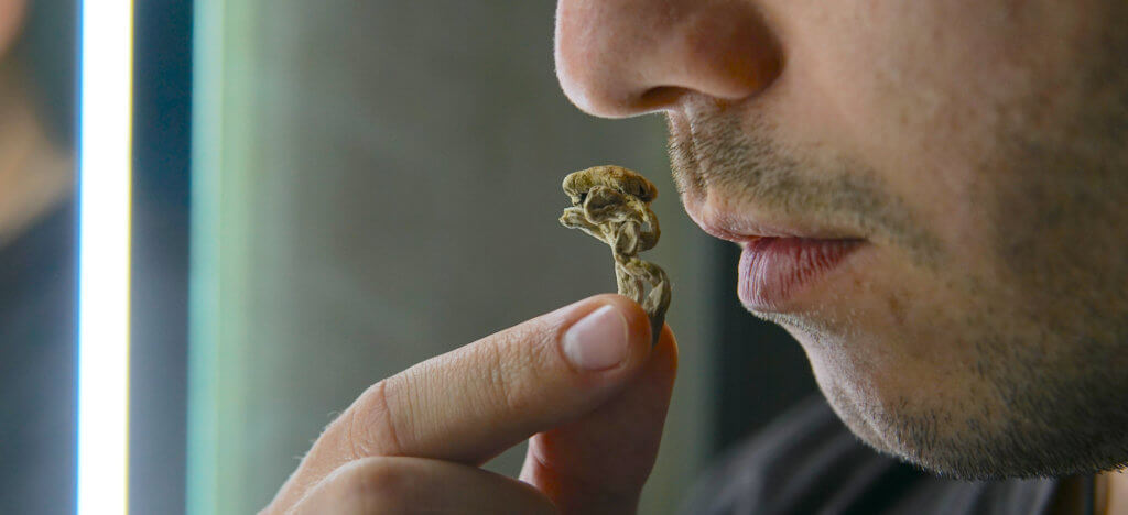 Biohacking and brain development with magic mushrooms.Strains of Biohacking and brain development with magic mushrooms.