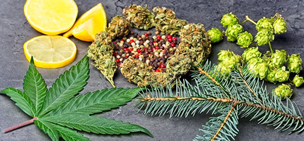Cannabis bud and leaf with hoppy, pepper, lemon and fir needles Cannabis bud and leaf with hoppy, pepper, lemons and fir needles Caryophyllene, humulene limonene and pinene terpenes concept on grey background.